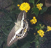 One of the many beautful butterflies on display