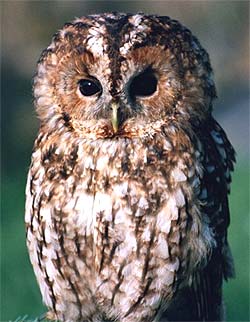 A Tawny Owl.
